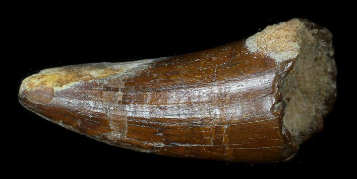 Huge Cretaceous Fossil Crocodile Tooth - Morocco #36119